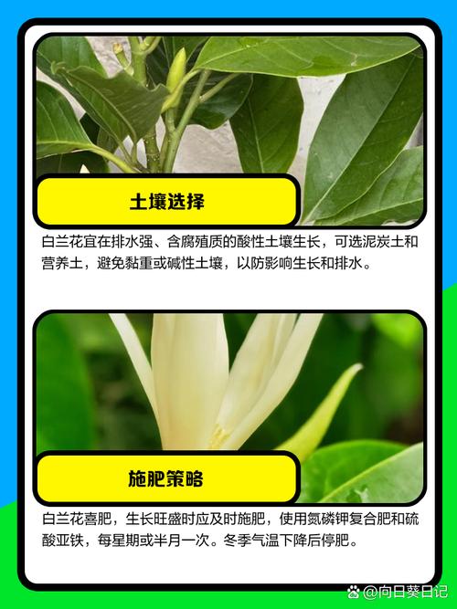 新种的白兰花怎么养,刚买的白兰花怎么种?-第7张图片-优品飞百科 新种的白兰花怎么养,刚买的白兰花怎么种?-第7张图片-优品飞百科