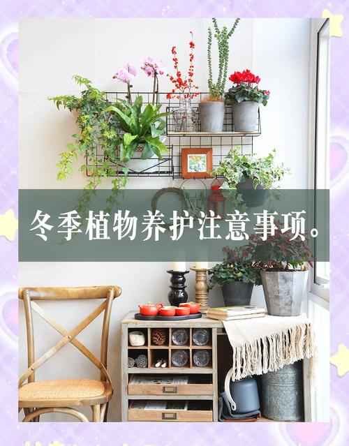 心叶藤浇水方法，心叶藤浇水方法视频