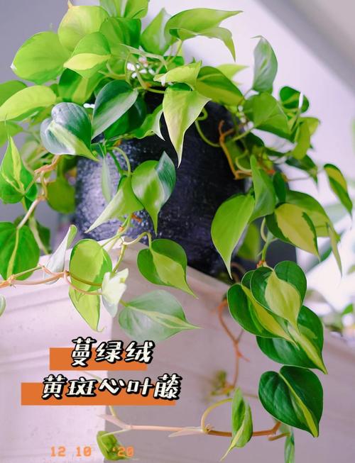 心叶藤浇水方法，心叶藤浇水方法视频-第3张图片-优品飞百科