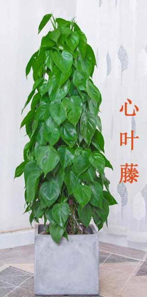 心叶藤浇水方法，心叶藤浇水方法视频-第7张图片-优品飞百科