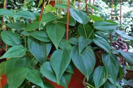 心叶藤浇水方法，心叶藤浇水方法视频-第6张图片-优品飞百科