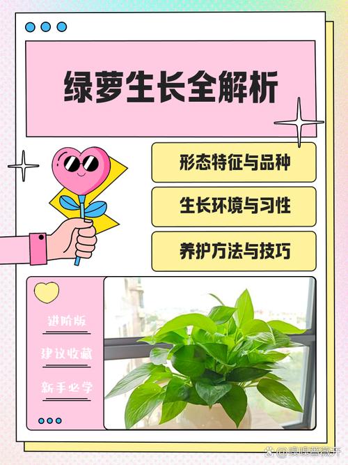 绿萝怎么养才能有藤蔓，绿萝怎么养才能有藤蔓和花？