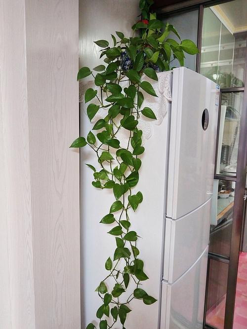 绿萝怎么养才能有藤蔓，绿萝怎么养才能有藤蔓和花？-第5张图片-优品飞百科