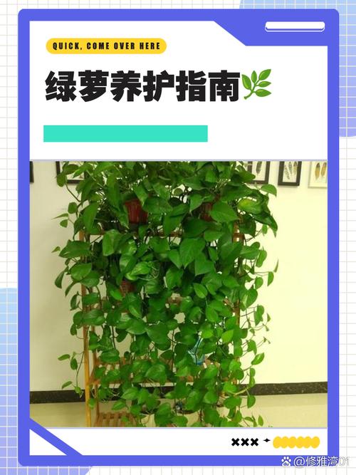 绿萝怎么养才能有藤蔓，绿萝怎么养才能有藤蔓和花？-第6张图片-优品飞百科