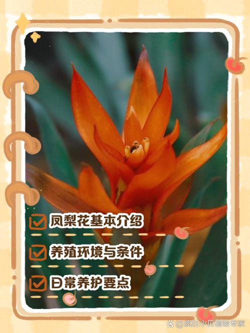 彩叶凤梨的养殖方法，彩叶凤梨可以水培吗？