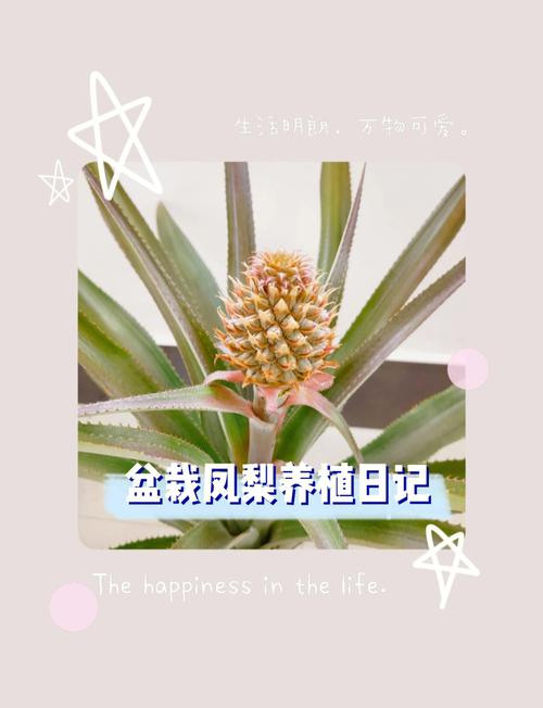 彩叶凤梨的养殖方法，彩叶凤梨可以水培吗？-第2张图片-优品飞百科