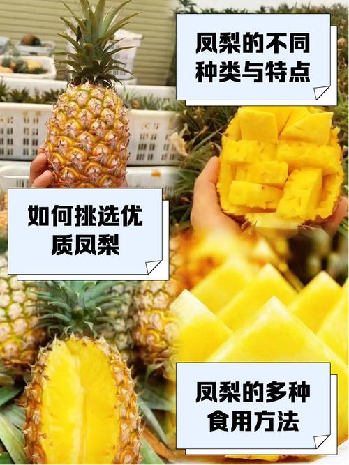 彩叶凤梨的养殖方法，彩叶凤梨可以水培吗？-第4张图片-优品飞百科