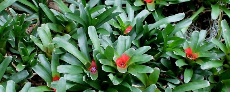 彩叶凤梨的养殖方法，彩叶凤梨可以水培吗？-第5张图片-优品飞百科