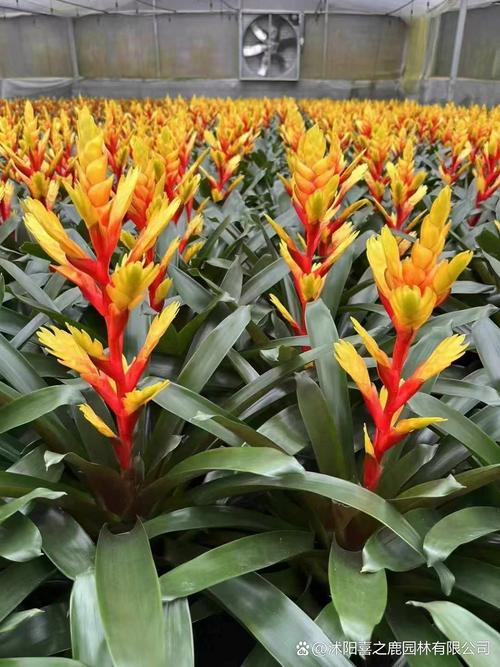 彩叶凤梨的养殖方法，彩叶凤梨可以水培吗？-第6张图片-优品飞百科