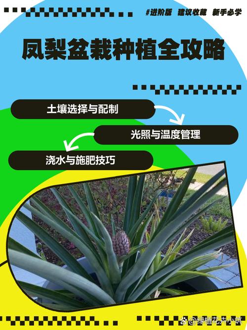 彩叶凤梨的养殖方法，彩叶凤梨可以水培吗？-第7张图片-优品飞百科