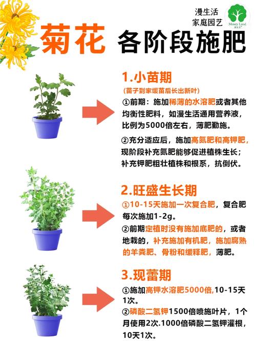 菊花怎么浇水，菊花怎么浇水时间