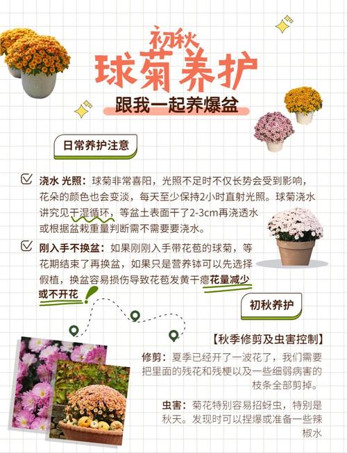 菊花怎么浇水，菊花怎么浇水时间-第2张图片-优品飞百科