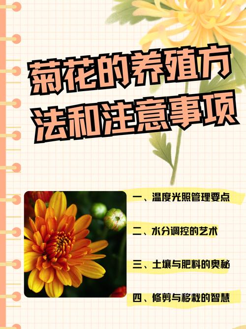 菊花怎么浇水，菊花怎么浇水时间-第3张图片-优品飞百科