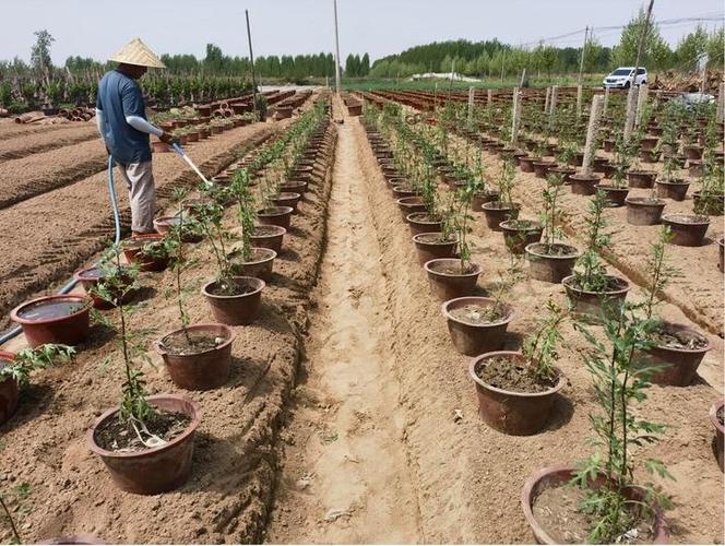 菊花怎么浇水，菊花怎么浇水时间-第4张图片-优品飞百科