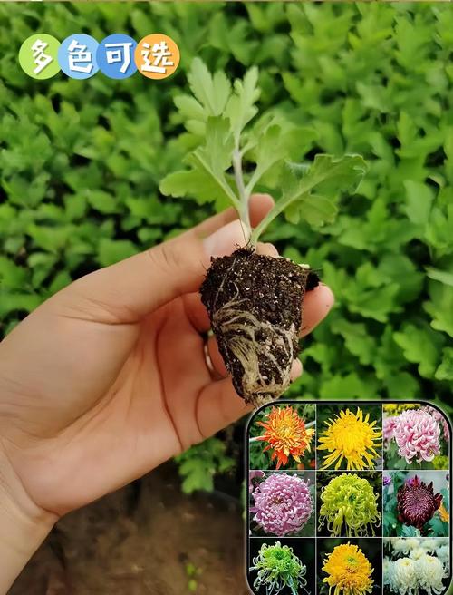 菊花怎么浇水，菊花怎么浇水时间-第5张图片-优品飞百科