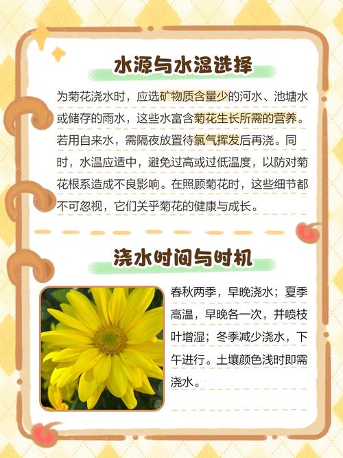 菊花怎么浇水，菊花怎么浇水时间-第6张图片-优品飞百科