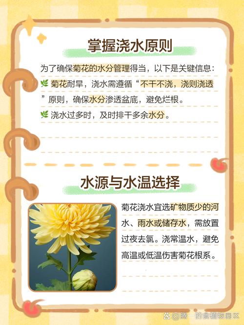 菊花怎么浇水，菊花怎么浇水时间-第7张图片-优品飞百科