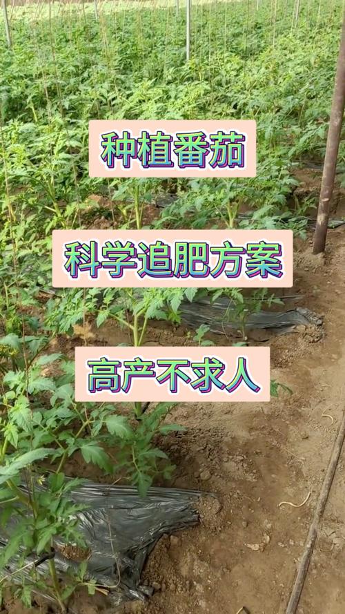 番茄结果期施什么肥好，番茄结果时施什么肥料？