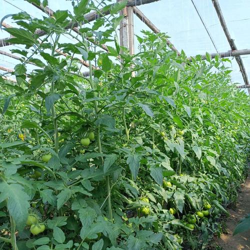 番茄结果期施什么肥好，番茄结果时施什么肥料？-第5张图片-优品飞百科