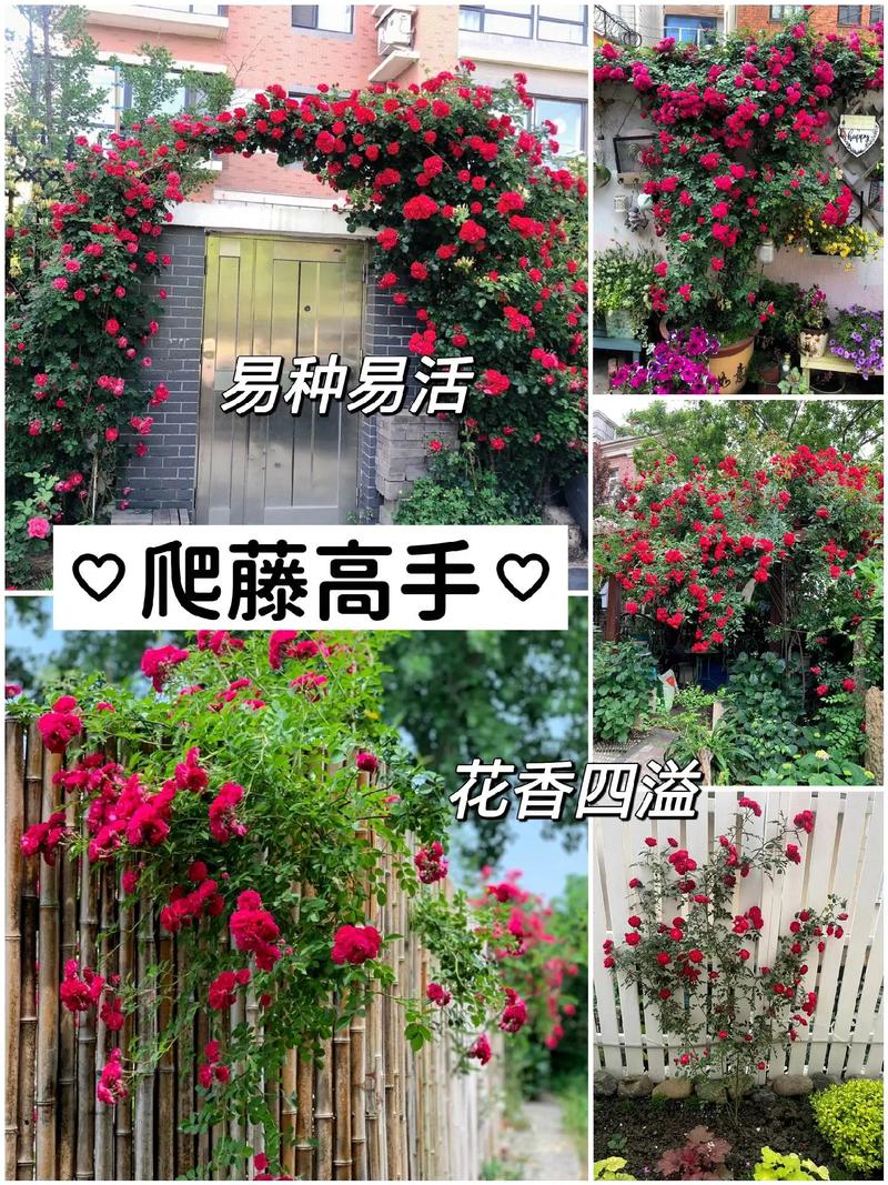 龙吐珠秋天怎么养，龙吐珠秋天都掉叶子吗？