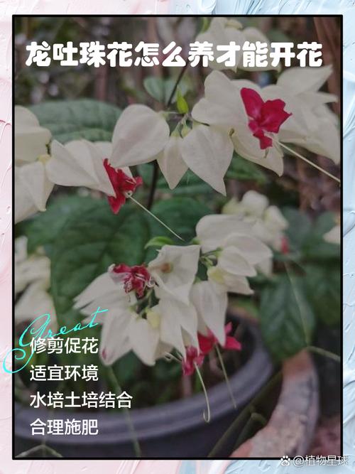 龙吐珠秋天怎么养，龙吐珠秋天都掉叶子吗？-第2张图片-优品飞百科