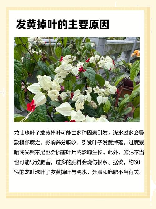 龙吐珠秋天怎么养，龙吐珠秋天都掉叶子吗？-第3张图片-优品飞百科