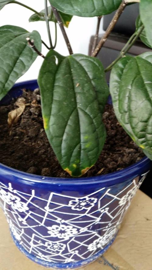 龙吐珠秋天怎么养，龙吐珠秋天都掉叶子吗？-第4张图片-优品飞百科