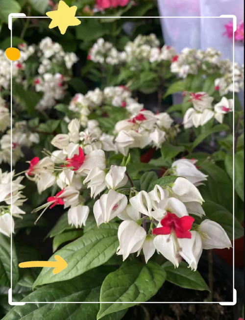 龙吐珠秋天怎么养，龙吐珠秋天都掉叶子吗？-第5张图片-优品飞百科