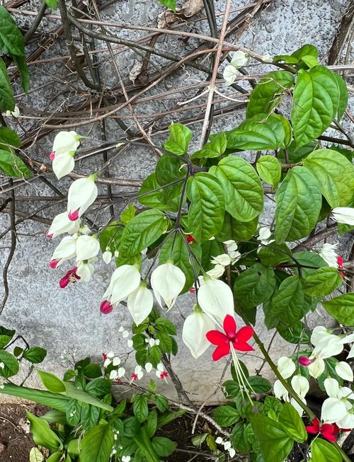 龙吐珠秋天怎么养，龙吐珠秋天都掉叶子吗？-第6张图片-优品飞百科