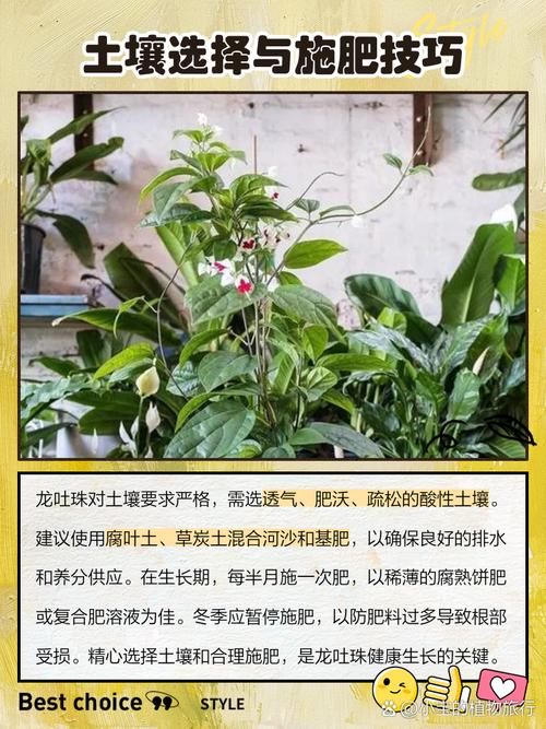 龙吐珠秋天怎么养，龙吐珠秋天都掉叶子吗？-第7张图片-优品飞百科