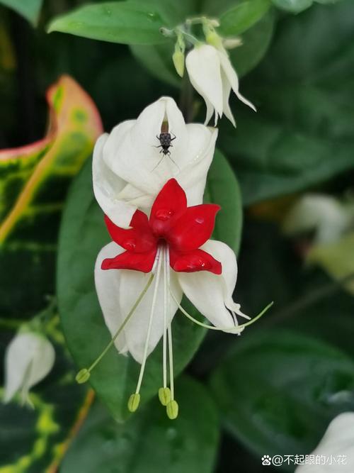 龙吐珠秋天怎么养，龙吐珠秋天都掉叶子吗？-第8张图片-优品飞百科