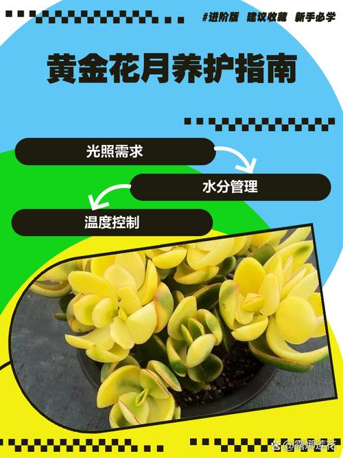 黄金花月怎么养？黄金花月怎么养成老桩？-第1张图片-优品飞百科
