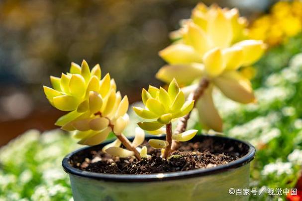 黄金花月怎么养？黄金花月怎么养成老桩？-第3张图片-优品飞百科