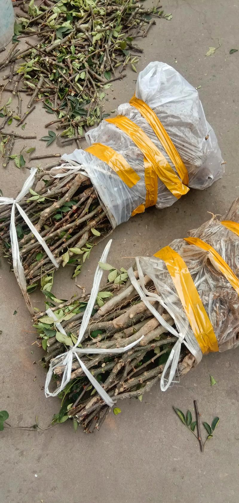 花椒嫁接时间，花椒树嫁接的时间是比较好的是几月份？