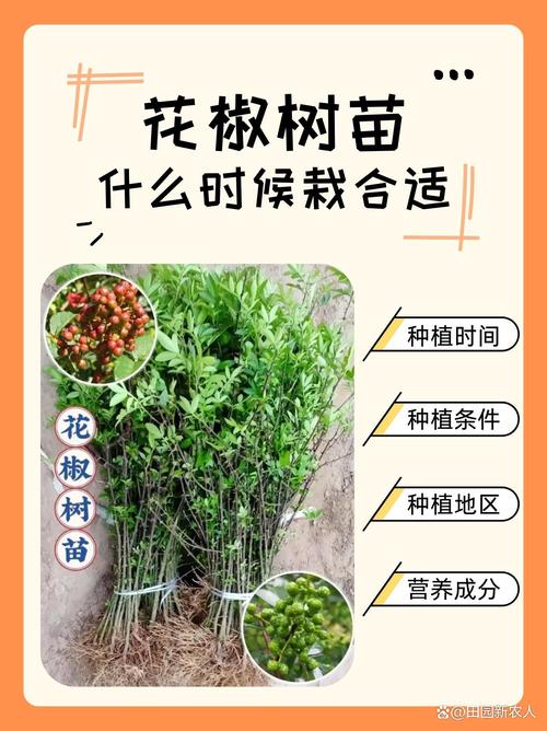 花椒嫁接时间,花椒树嫁接的时间是比较好的是几月份?-第2张图片-优品飞百科 花椒嫁接时间,花椒树嫁接的时间是比较好的是几月份?-第2张图片-优品飞百科