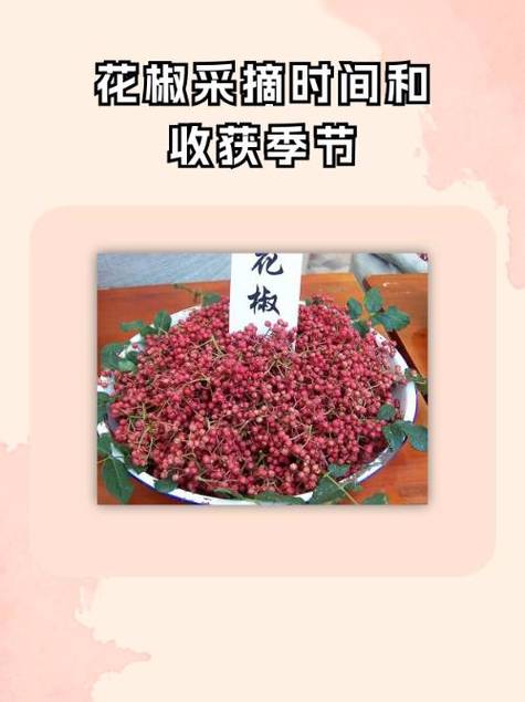 花椒嫁接时间,花椒树嫁接的时间是比较好的是几月份?-第4张图片-优品飞百科 花椒嫁接时间,花椒树嫁接的时间是比较好的是几月份?-第4张图片-优品飞百科