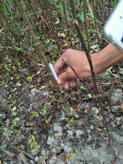 花椒嫁接时间,花椒树嫁接的时间是比较好的是几月份?-第5张图片-优品飞百科 花椒嫁接时间,花椒树嫁接的时间是比较好的是几月份?-第5张图片-优品飞百科