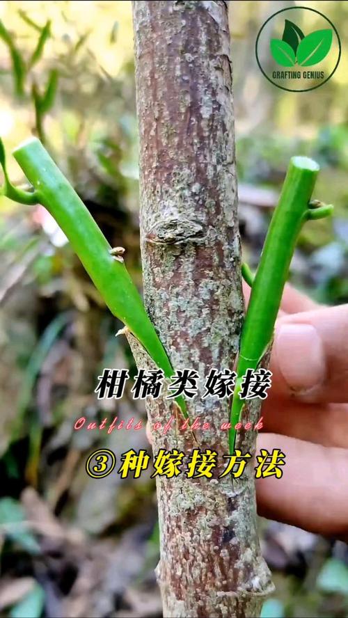 花椒嫁接时间,花椒树嫁接的时间是比较好的是几月份?-第6张图片-优品飞百科 花椒嫁接时间,花椒树嫁接的时间是比较好的是几月份?-第6张图片-优品飞百科