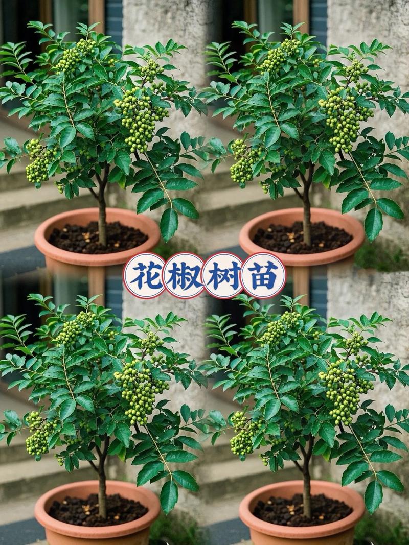 花椒嫁接时间,花椒树嫁接的时间是比较好的是几月份?-第8张图片-优品飞百科 花椒嫁接时间,花椒树嫁接的时间是比较好的是几月份?-第8张图片-优品飞百科