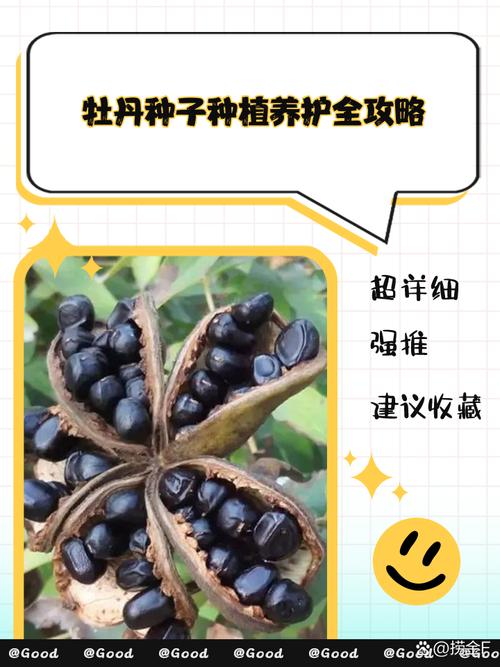 牡丹花的播种方法，牡丹花的播种方法和时间