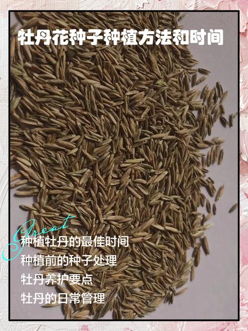 牡丹花的播种方法，牡丹花的播种方法和时间-第2张图片-优品飞百科