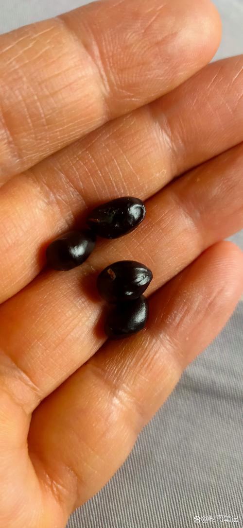 牡丹花的播种方法，牡丹花的播种方法和时间-第3张图片-优品飞百科