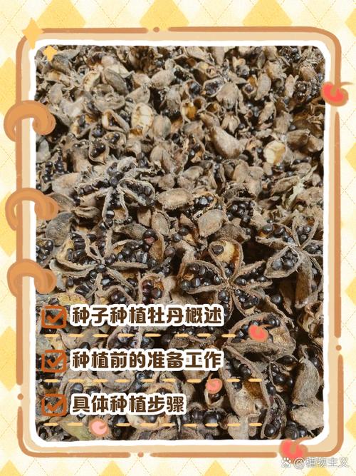 牡丹花的播种方法，牡丹花的播种方法和时间-第4张图片-优品飞百科