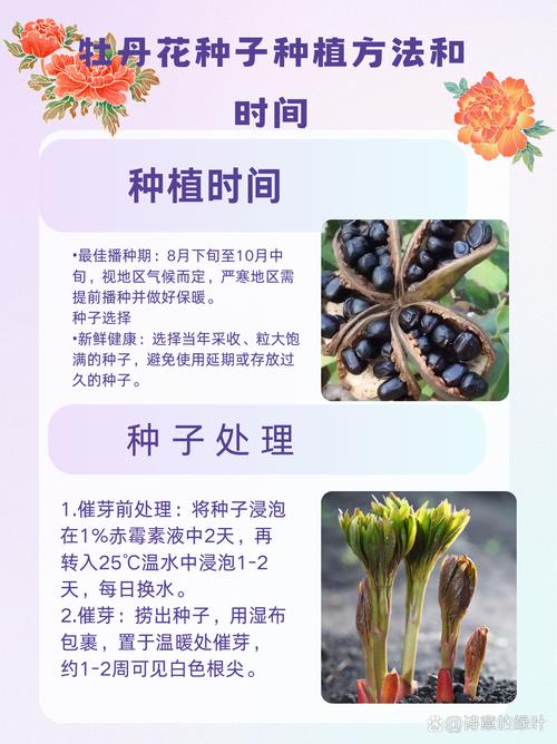 牡丹花的播种方法，牡丹花的播种方法和时间-第5张图片-优品飞百科