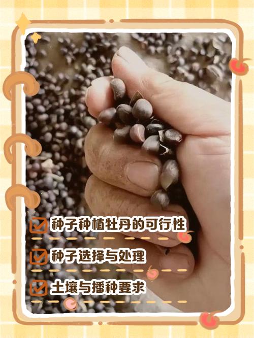 牡丹花的播种方法，牡丹花的播种方法和时间-第6张图片-优品飞百科