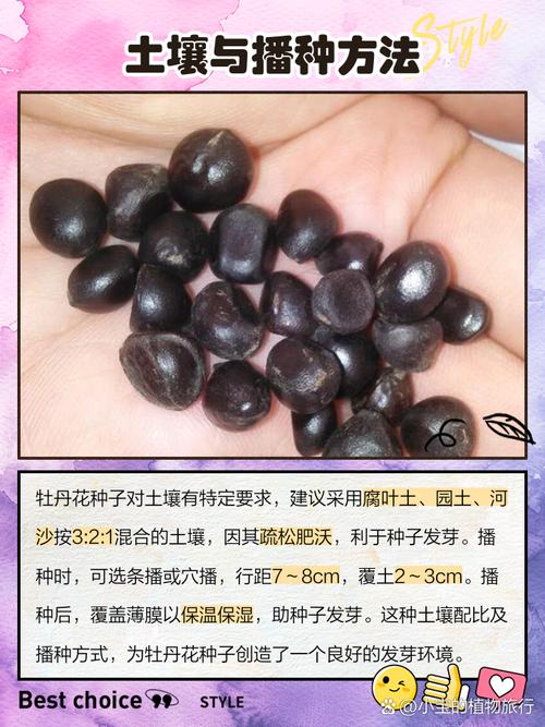 牡丹花的播种方法，牡丹花的播种方法和时间-第7张图片-优品飞百科