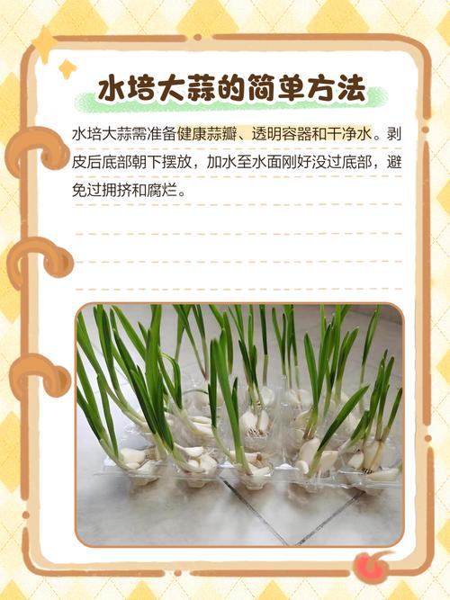 大蒜发芽怎么水培，发芽的大蒜水培？