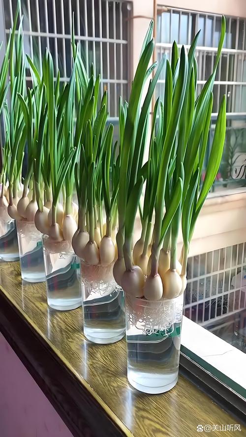 大蒜发芽怎么水培，发芽的大蒜水培？-第2张图片-优品飞百科