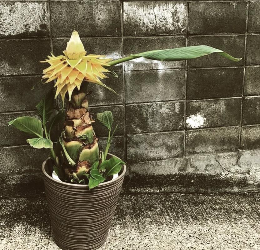 地涌金莲的养植方法和注意事项，地涌金莲的养殖方法