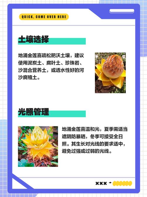 地涌金莲的养植方法和注意事项，地涌金莲的养殖方法-第2张图片-优品飞百科